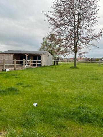 Paardenstallen met wei te huur, 2 ou 3 chevaux ou poneys