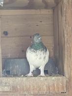 Hoogvliegers Boedapest Sportduiven Origineel, Dieren en Toebehoren, Vogels | Duiven, Overige soorten