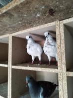 30 Ornament pigeons... they need to go in one time., Dieren en Toebehoren