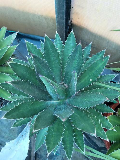 Agave Lophantha, Maison & Meubles, Plantes d'intérieur, Enlèvement ou Envoi