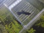 Molly mannetjes GRATIS, Dieren en Toebehoren, Vis, Zoetwatervis
