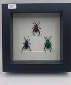 Trio kevers in frame, Verzamelen, Ophalen of Verzenden, Nieuw
