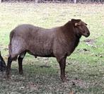 Ardense Voskop - Mooie ram te koop, Mannelijk, Schaap, 3 tot 5 jaar