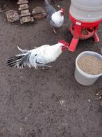 Chaamse hoen, Dieren en Toebehoren, Pluimvee