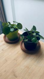 Pannenkoeken planten, Ophalen