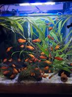 Platy gratis, Dieren en Toebehoren, Vis, Zoetwatervis, Schoolvis