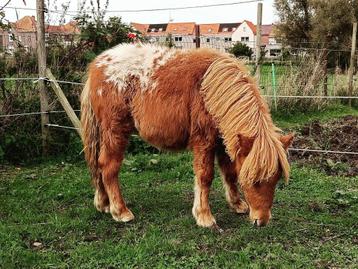 Pouliche shetland