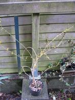 Vend ou échange forsythia (Mimosa de Paris), Enlèvement, 250 cm ou plus, Autres espèces, Arbuste
