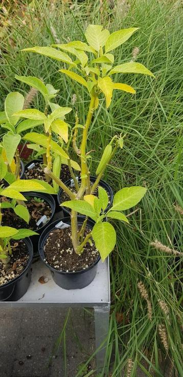 Datura of trompetplant beschikbaar voor biedingen