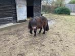 11-jarige merrie pony., Dieren en Toebehoren