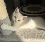 Brits/Britse korthaar kittens meisjes, Poes, Gechipt, 0 tot 2 jaar