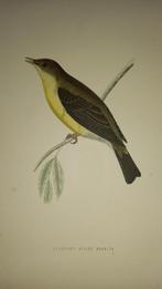 Gravure oiseau lot 150, Antiquités & Art, Art | Eaux-fortes & Gravures, Enlèvement ou Envoi