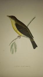 Ets vogel lot 150, Antiek en Kunst, Kunst | Etsen en Gravures, Ophalen of Verzenden