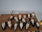 Geweien reebok, Verzamelen, Ophalen, Zo goed als nieuw, Hert, Gewei of Kop