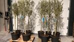 Lot van 9 olijfbomen halfstam, Tuin en Terras, Planten | Tuinplanten, Ophalen