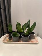 5x sanseveria plant plantje in binnenpot €3,- per stuk, Huis en Inrichting, Kamerplanten, Ophalen