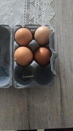Mix Broedeieren, Dieren en Toebehoren, Pluimvee | Toebehoren, Ophalen of Verzenden, Nieuw, Overige typen