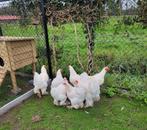 Brahma wit broedeieren, Dieren en Toebehoren