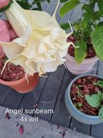 Brugmansia Angel sunbeam tripple bloem, Enlèvement