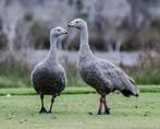 hoederganzen koppel 2024-2020, Dieren en Toebehoren