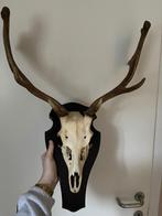 Gewei, Verzamelen, Dierenverzamelingen, Ophalen, Gebruikt, Wild dier, Schedel