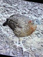 Satyr tragopanen, Dieren en Toebehoren, Meerdere dieren, Tropenvogel, Geringd