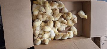 Broedeieren poule de bresse, Dieren en Toebehoren