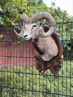 Taxidermie moeflon ( zeer mooie prachtig opgezette), Ophalen of Verzenden