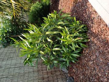 Oleander in volle grond  beschikbaar voor biedingen