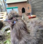 Zijdehoender haantjes choco, Dieren en Toebehoren, Mannelijk, Kip