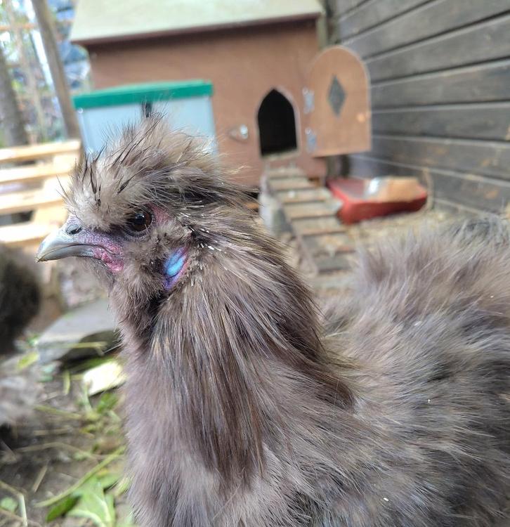 Zijdehoender haantjes choco, Dieren en Toebehoren, Pluimvee, Kip, Mannelijk