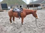 Quarter horse quarter paard, Dieren en Toebehoren, Met stamboom, Minder dan 160 cm, Ruin, Niet van toepassing
