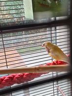 Koppel goulds, Dieren en Toebehoren