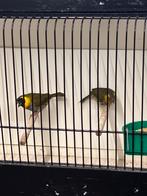 Koppel Cubavinken, Dieren en Toebehoren, Meerdere dieren, Tropenvogel, Geringd