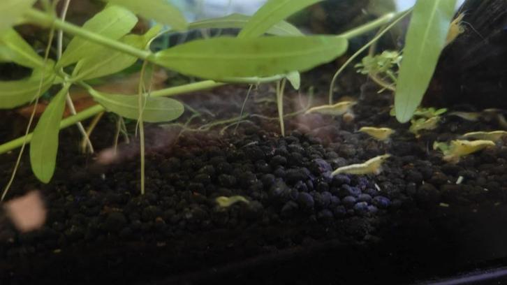 Garnalen aquarium, Dieren en Toebehoren, Vissen | Aquariumvissen, Zoetwatervis, Kreeft, Krab of Garnaal