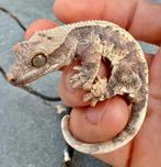 Verschillende Wimpergekko *2025*, Dieren en Toebehoren