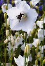 20 zaden Campanula persicifolia alba - Klokjesbloem, Verzenden, Halfschaduw, Zaad