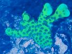 Anacropora Green Goblin, Ophalen