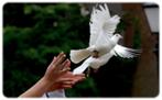 🕊 Lâcher de colombes 🕊, Ophalen, Nieuw