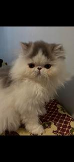 kitten Perzische (poes), Dieren en Toebehoren, Poes, Gechipt, 0 tot 2 jaar