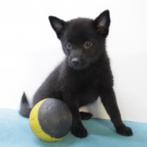 Schipperke - Chiots belges à vendre, Animaux & Accessoires, Chiens | Bergers & Bouviers, Commerçant, Autres races, 8 à 15 semaines