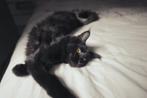 MAINE COON XXL KITTEN – RUSSISCHE KAMPIOENSLIJN, Dieren en Toebehoren, Poes, Gechipt, 0 tot 2 jaar