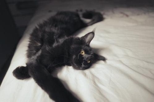 MAINE COON XXL KITTEN – RUSSISCHE KAMPIOENSLIJN, Dieren en Toebehoren, Katten en Kittens | Raskatten | Langhaar, Poes, 0 tot 2 jaar