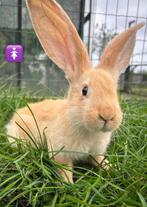 Vlaamse reuzen te koop, Dieren en Toebehoren, Konijnen, Meerdere dieren, Groot, 0 tot 2 jaar