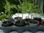 tomatenplanten, Ophalen, Eenjarig, Overige soorten