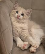 Mooie ragdoll kittens met stamboom, Kater, Met stamboom, 0 tot 2 jaar