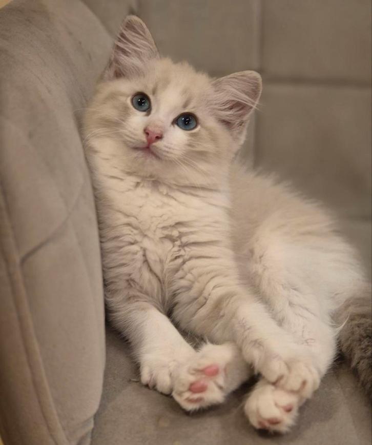 Mooie ragdoll kittens met stamboom, Dieren en Toebehoren, Katten en Kittens | Raskatten | Langhaar, Kater, 0 tot 2 jaar, Met stamboom