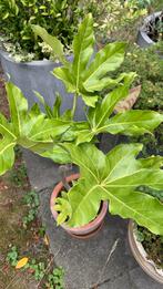 Japanse vingerplant /fatsia japonica, Ophalen