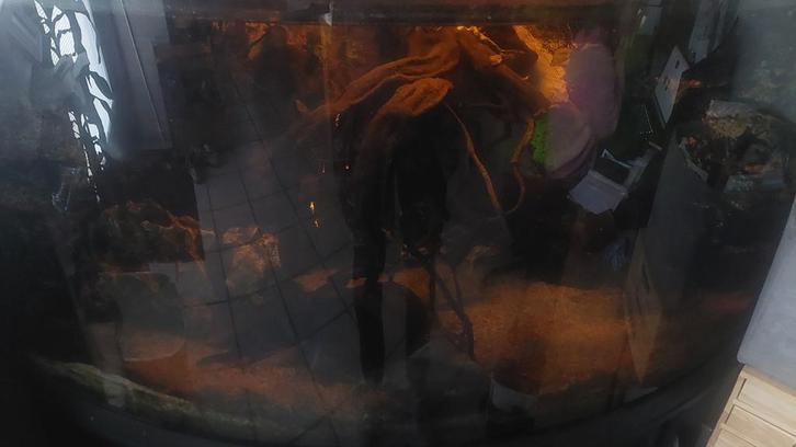 Aquarium, Dieren en Toebehoren, Vissen | Aquaria en Toebehoren, Ophalen