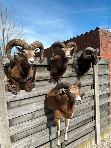 Jachttrofee taxidermie opgezette curiosa, Enlèvement ou Envoi